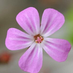 Makro Test Bluete 2 1