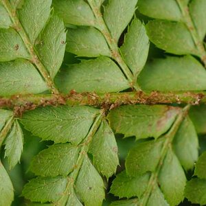 Makro Test Polystichum 1