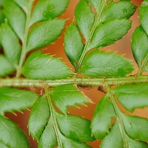 Makro Test Polystichum 2