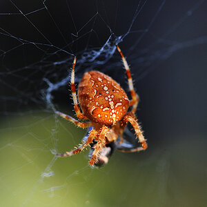 spinne1