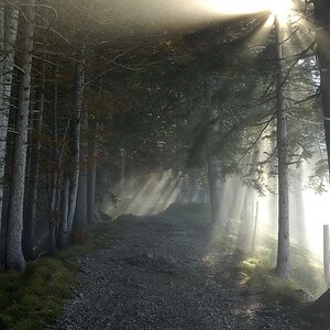 Im Wald