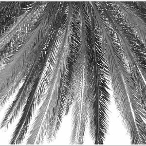 Palmblick