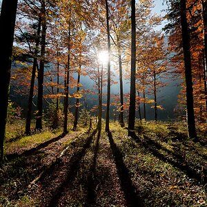 Gegenlicht im Wald
