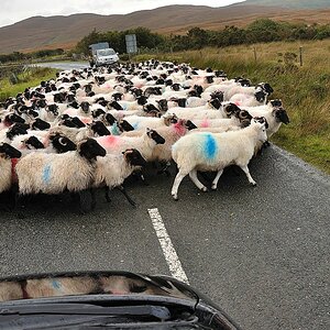 sheep