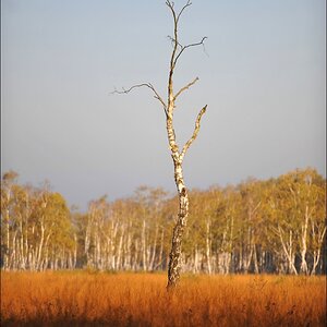 acomp duvens.brook 0436