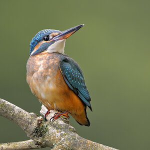 Eisvogel0763b