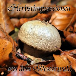 DSC 0017 Pilz mit Laub 1a