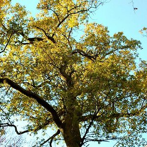 DSC 0010 Baum 1a