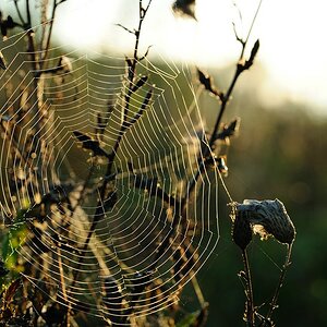 SpinnennetzimMorgenlicht