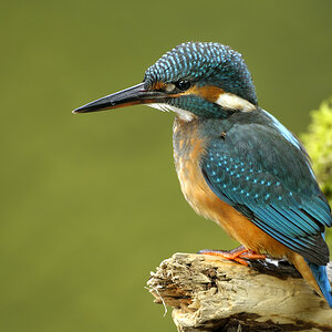 EisvogelC0746b