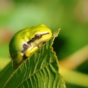 Laubfrosch 19.7.10