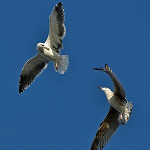 comp DSC 2935p