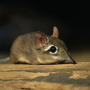 Elefantenspitzmaus