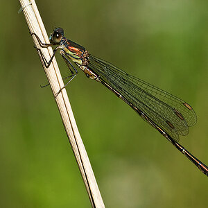 2010-09-13 Weidenjungfer 003 1