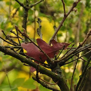 Herbststimmung im Botanischen Garten in Dresden