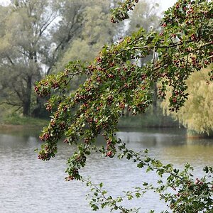 am Weiher