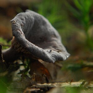 Grauer Leistling
DSC 8951 crop small