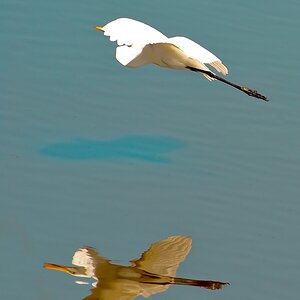 comp DSC 2929