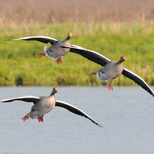 Gänseanflug