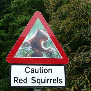 Red Squirrels