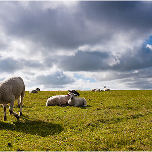 CloudyLambs

AF-D 2/35 @ D700