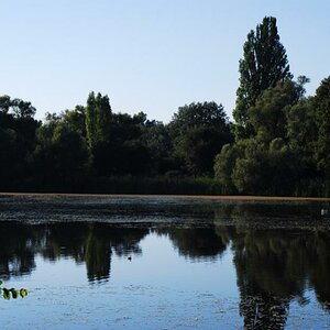 Leider hat das stehende Wasser auf dem Kühkopf auch Schattenseiten. Es ist Brutplatz für Stechmücken - die Rheinschnaken!