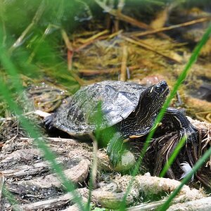 Sumpfschildkröte 02