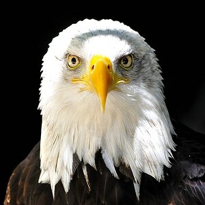 Weißkopfseeadler1