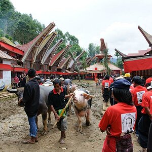 Totenfeier im Toraja Land