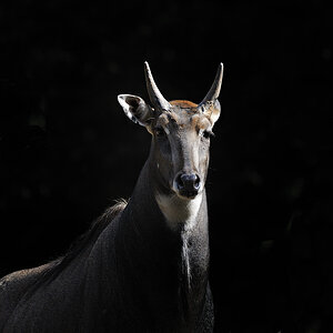 Nilgau-Antilope
Tiergarten Nürnberg 2010
