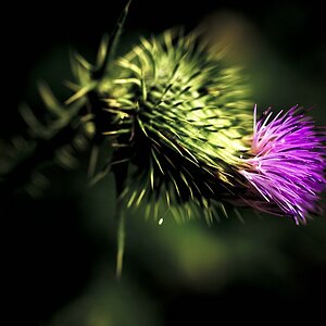 Distel