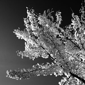 Gingko
