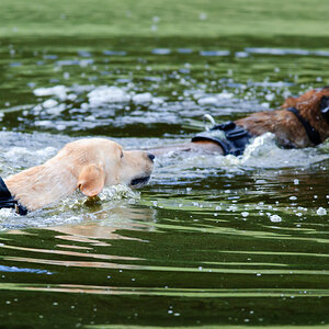 Hundestreit 03