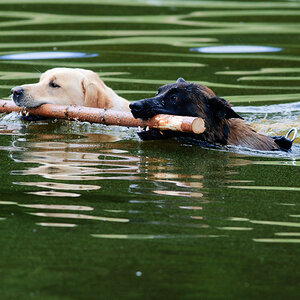 Hundestreit 04