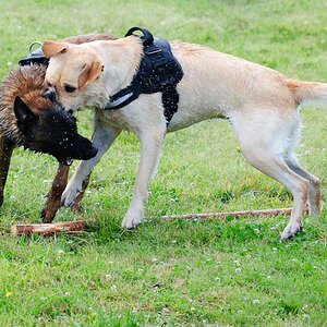 Hundestreit 06