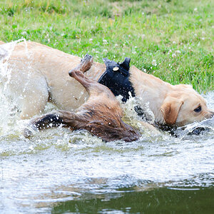 Hundestreit 09