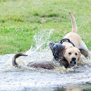Hundestreit 10