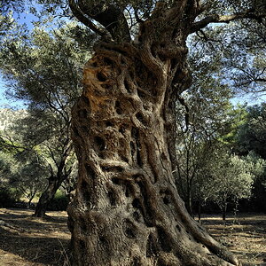 Ölbaum auf Samos