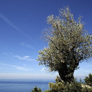 Ölbaum auf Samos
