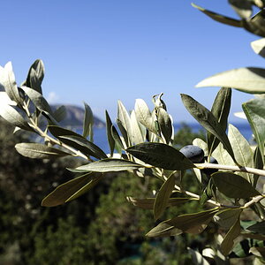 Ölbaum auf Samos
