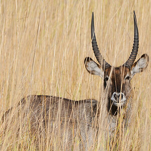 Sambia 2010 SPE D300 DSC11042 NFF