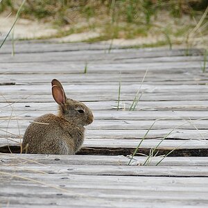 Wildkaninchen