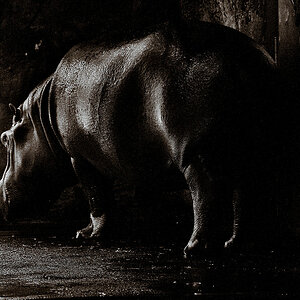 nilpferd3sepia