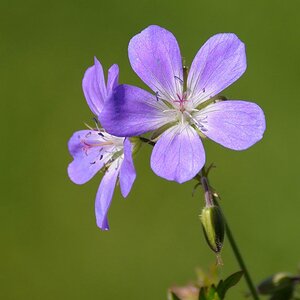 Blume
