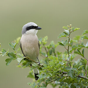 Neuntöter (Lanius collurio) 1