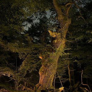 deep in the woods