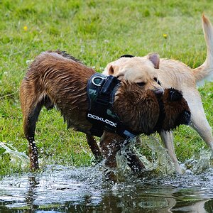 Hundestreit2 104