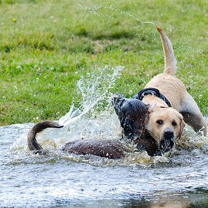 Hundestreit2 106