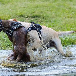 Hundestreit2 107