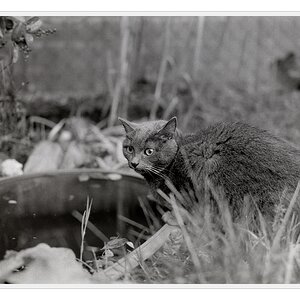 Nikon F100, Ilford FP4, Sigma 50/1.4 HSM @ f/2.5